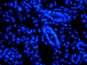 Cell,Nuclei,Stained,With,Dapi,And,Photographed,By,Fluorescence,Microscopy